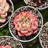 [PACK of 10 PLANTS] x Echeveria agavoides Floriana