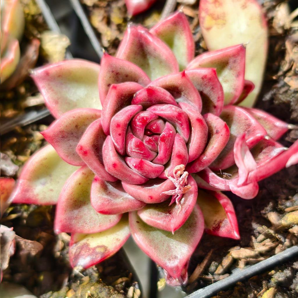 [PACK of 10 PLANTS] x Echeveria agavoides Floriana