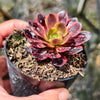 Aeonium 'Superbang'