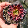 Aeonium 'Superbang'