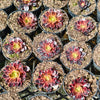 Aeonium 'Superbang'