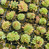 [PACK of 10 PLANTS] x Echeveria agavoides 'Corderoyi' f. cristata (Japanese Form)