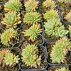 [PACK of 10 PLANTS] x Echeveria agavoides 'Corderoyi' f. cristata (Japanese Form)