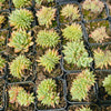 [PACK of 10 PLANTS] x Echeveria agavoides 'Corderoyi' f. cristata (Japanese Form)