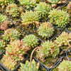 [PACK of 10 PLANTS] x Echeveria agavoides 'Corderoyi' f. cristata (Japanese Form)