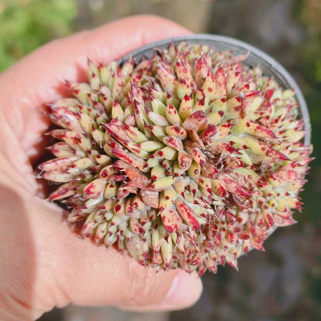[PACK of 10 PLANTS] x Echeveria agavoides 'Corderoyi' f. cristata (Japanese Form)