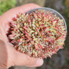 [PACK of 10 PLANTS] x Echeveria agavoides 'Corderoyi' f. cristata (Japanese Form)