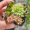 [PACK of 10 PLANTS] x Echeveria agavoides 'Corderoyi' f. cristata (Japanese Form)