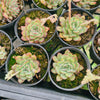 [PACK of 10 PLANTS] x Echeveria 'Mexican Poldensis'