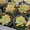 [PACK of 10 PLANTS] x Echeveria 'Mexican Poldensis'