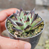 Echeveria agavoides 'Ebony'