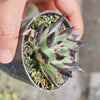 [PACK of 10 PLANTS] x Echeveria agavoides 'Ebony'