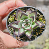 [PACK of 10 PLANTS] x Echeveria agavoides 'Ebony'