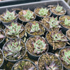 [PACK of 10 PLANTS] x Echeveria agavoides 'Ebony'