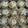 [PACK of 10 PLANTS] x Echeveria agavoides 'Ebony'