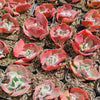 [PACK of 10 PLANTS] x Echeveria 'Bump'