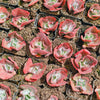 [PACK of 10 PLANTS] x Echeveria 'Bump'