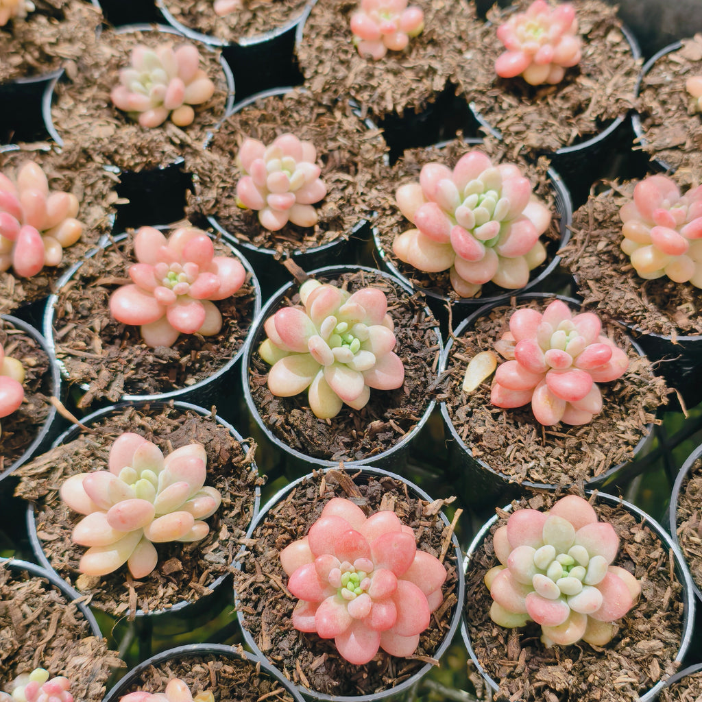 [PACK of 10 PLANTS] x  Sedum Carviar
