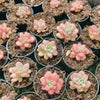 [PACK of 10 PLANTS] x  Sedum Carviar
