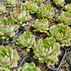 [PACK of 10 PLANTS] x Echeveria Giselle