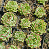 [PACK of 10 PLANTS] x Echeveria Giselle