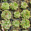[PACK of 10 PLANTS] x Echeveria Giselle