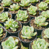 [PACK of 10 PLANTS] x Echeveria 'Monroe Chanel'
