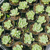 [PACK of 10 PLANTS] x Echeveria 'Monroe Chanel'