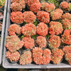 [PACK of 10 PLANTS] x Echeveria 'Green smile' f. cristata