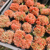 [PACK of 10 PLANTS] x Echeveria 'Green smile' f. cristata