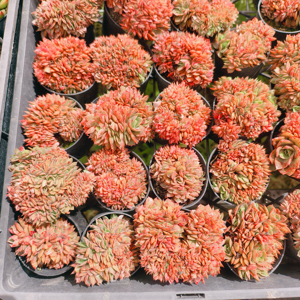 [PACK of 10 PLANTS] x Echeveria 'Green smile' f. cristata