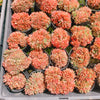 [PACK of 10 PLANTS] x Echeveria 'Green smile' f. cristata