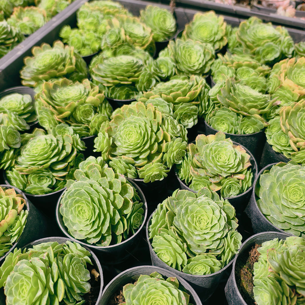 [PACK of 10 PLANTS] x Aeonium aizoon (w/pup)