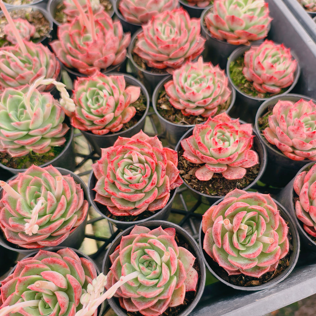 [PACK of 10 PLANTS] x Echeveria 'Love Heart'