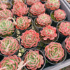[PACK of 10 PLANTS] x Echeveria 'Love Heart'