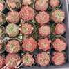 [PACK of 10 PLANTS] x Echeveria 'Love Heart'