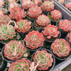 [PACK of 10 PLANTS] x Echeveria 'Love Heart'