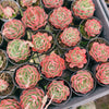 [PACK of 10 PLANTS] x Echeveria 'Love Heart'