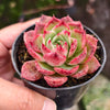 [PACK of 10 PLANTS] x Echeveria 'Love Heart'