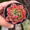 [PACK of 10 PLANTS] x Echeveria 'Love Heart'