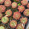[PACK of 10 PLANTS] x Echeveria 'Love Heart'