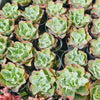 [PACK of 10 PLANTS] x Echeveria 'Bluette'