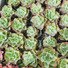 [PACK of 10 PLANTS] x Echeveria 'Bluette'