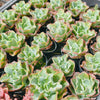 [PACK of 10 PLANTS] x Echeveria 'Bluette'