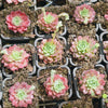 [PACK of 10 PLANTS] x Echeveria 'Hermes'