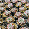 [PACK of 10 PLANTS] x Echeveria Laulensis