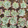 Echeveria 'Blue Light'