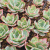 [PACK of 10 PLANTS] x Echeveria 'Blue Light'