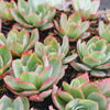 [PACK of 10 PLANTS] x Echeveria 'Blue Light'