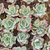 Echeveria 'Blue Light'